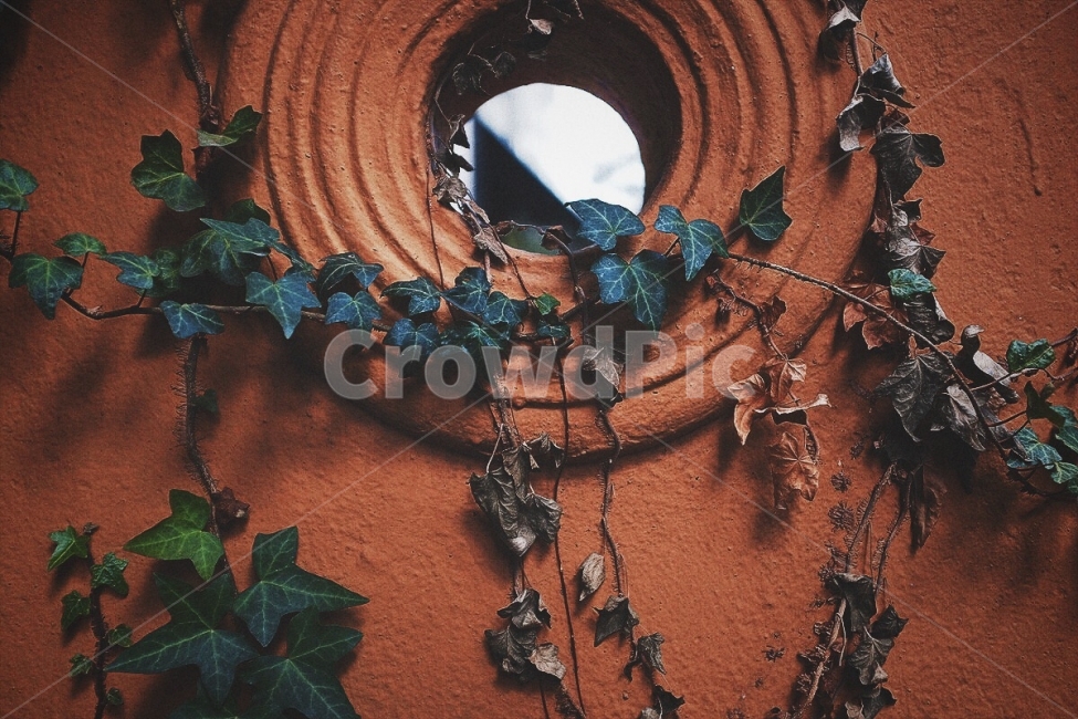 감성사진,벽,잎,야외,색감,필름,자연,비비드,emotion,wall,leaf,outdoor,color,film,nature,vivid,식물,자연,plants,nature,감성,sensible,feeling