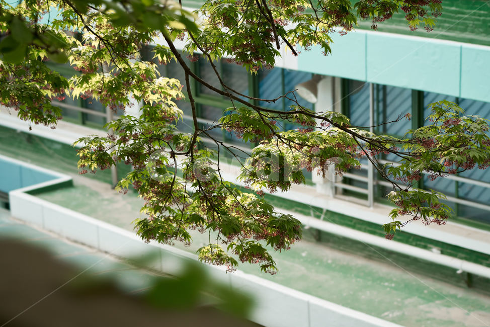 학교,초등학교,국민학교,녹음,교정,늘어진나무,식물,자연,plants,nature,꽃,flower