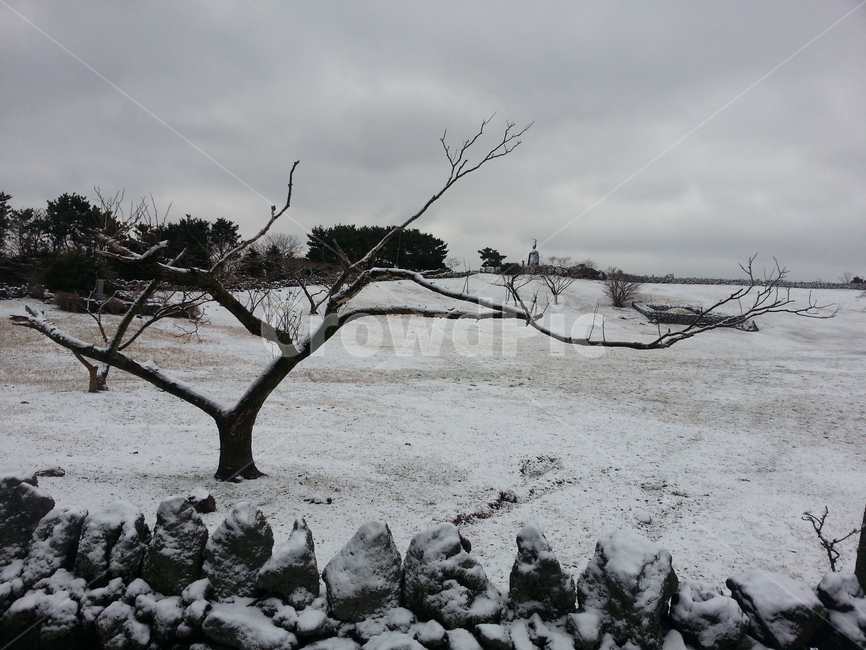 제주,눈,나무,풍경,하늘,흐린날씨,겨울,계절,winter,season