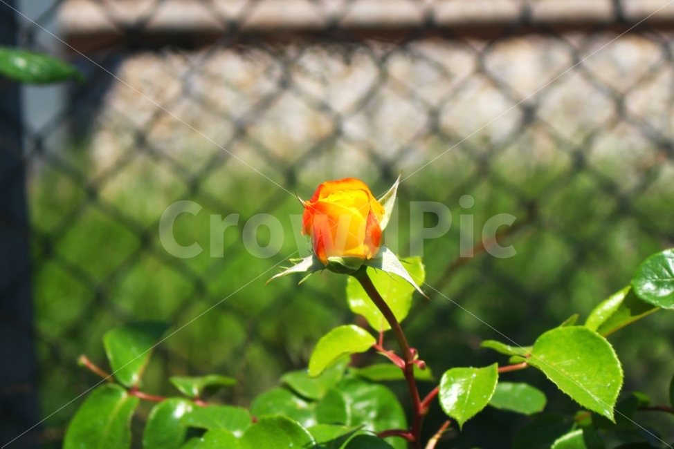장미,노란장미,색감,봄,로즈,감성사진,flower,rose,flowers,spring,yellow,color,풍경사진,ROSE,FLOWER,꽃,식물,자연,plants,nature,꽃,flower