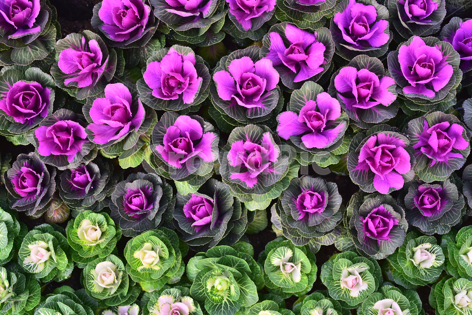 양배추,꽃양배추,관상용,식물,cabbage,vegetable,보라색,녹색,흰색,배경,바탕,백그라운드,background,자주색,purple,violet,퍼플,화단,food,음식,식용,야채,채소,plant,옥외,야외,식물,자연,plants,nature,채소,야채,vegetables