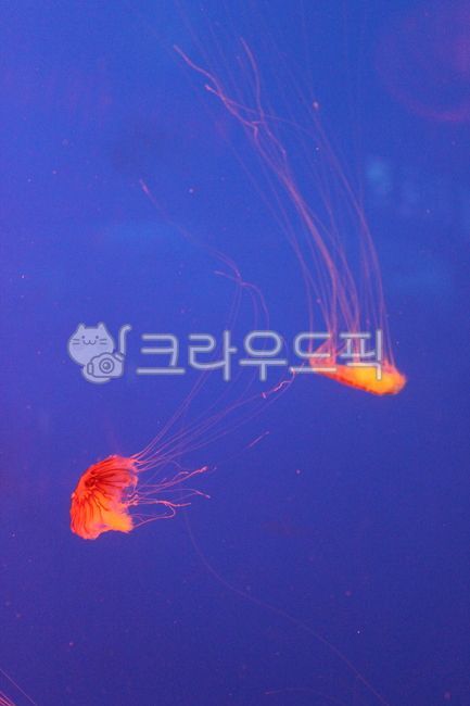 씨네틀해파리,해파리,jellyfish,발광,야광,nightglow,아쿠아리움,aquarium,수족관,물속,해양생물,sealife,animal,동물