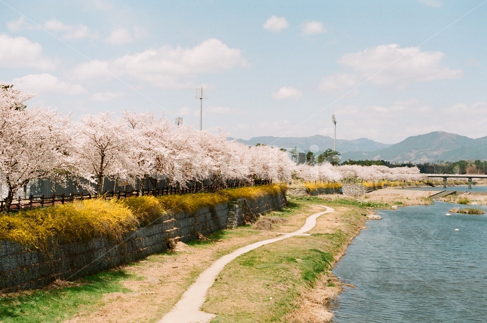 봄,벚꽃,벚꽃나무,파란하늘,구름,봄꽃,cherryblossoms,cherryblossom,spring,봄,계절,spring,season,자연,풍경,nature,landscape,한국자연풍경,한국자연경관,korea nature landscape,plant,식물