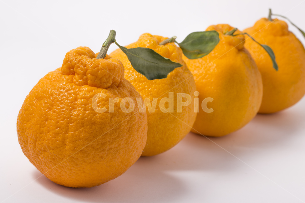 한라봉,과일,귤,감귤,오렌지,비타민,잎사귀,주황색,과일,열매,fruit