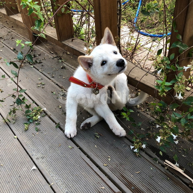 강아지,동물,개,아기,귀염,dog,baby,친구,행복,애기,진도,진돗개,백구