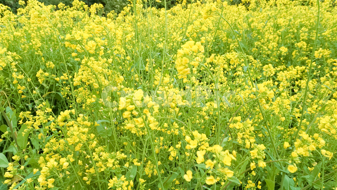 유채꽃,식물,자연,배경화면,힐링,plants,nature,season,감성,색상,색채,색깔,colorsensitivity,feelingofcolor,평온함,flower,landscape,jeju