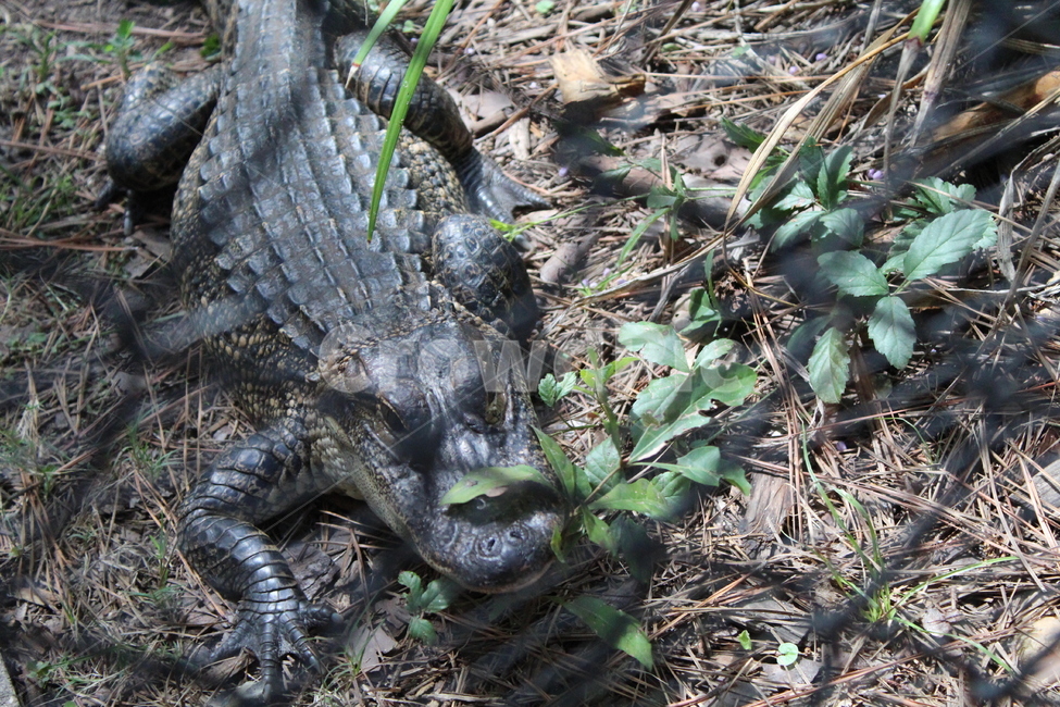 악어,파충류,양서류,동물,crocodile,동물,animal,파충류,양서류,reptile,amphibian