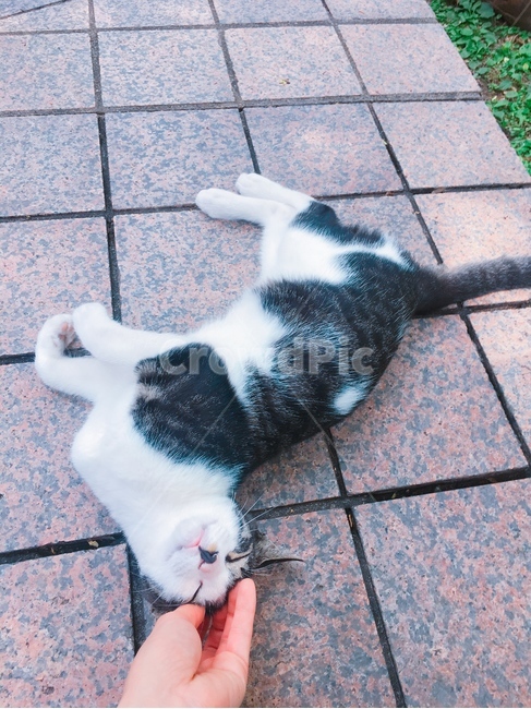 고양이나비,냥이,길냥이,한여름,동물,동물,animal,포유류,mammal,고양이,cat,kitten,kitty