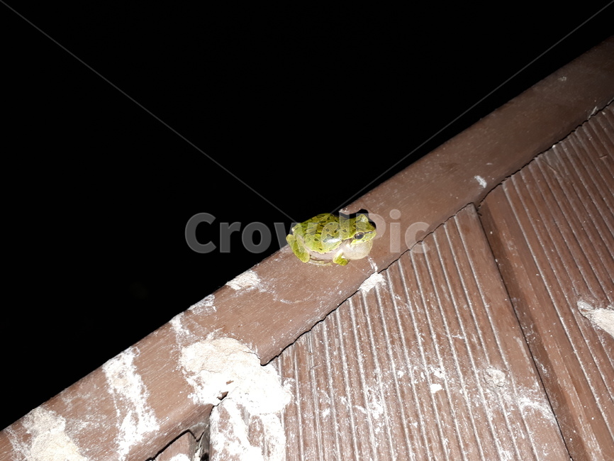 개구리,frog,finger,자연,호수,파충류,양서류,reptile,amphibian