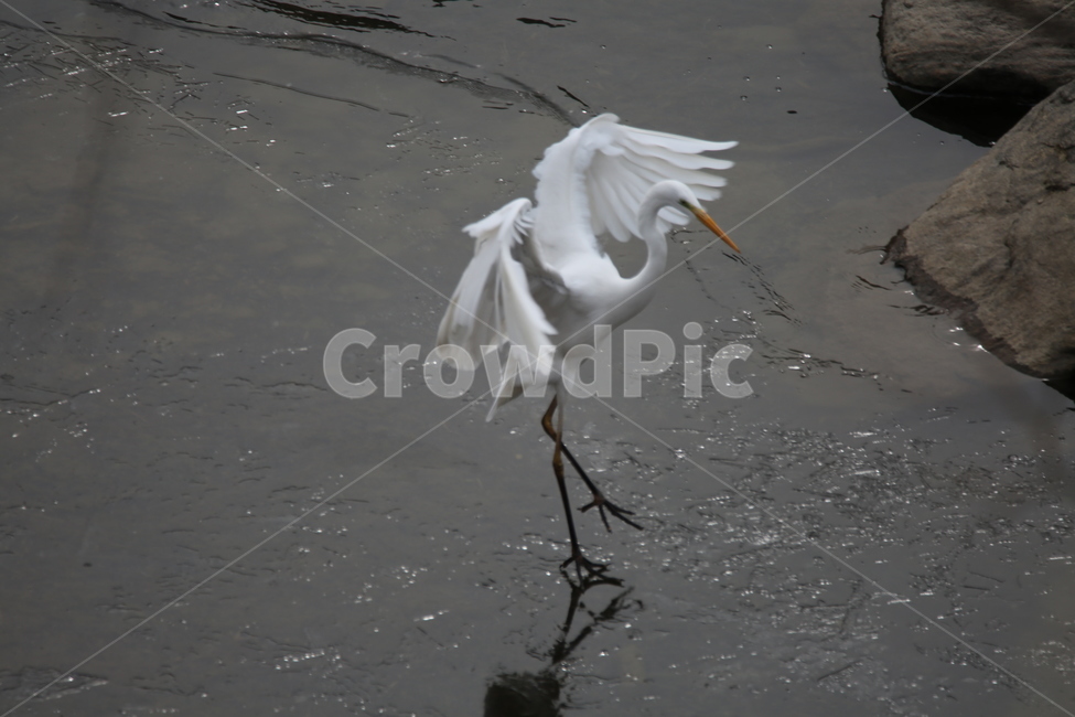 waterfowl,물새,백로,해론,동물,egret