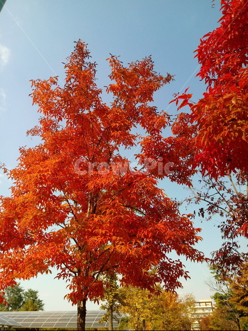 낙엽,단풍,leaf,나뭇잎,단풍나무,식물,자연,maple,나무,낙엽활엽관목,잎,붉은잎,가을,계절,fall,autumn,season,식물,자연,plants,nature,plant,tree