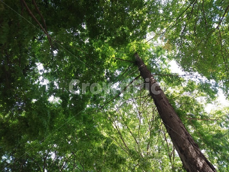 울창함,숲,나무,건강,푸름