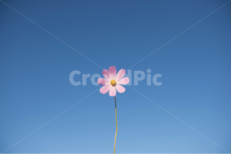 코스모스,가을꽃,가을하늘,하늘배경꽃,분홍색꽃,식물,자연,plants,nature,꽃,flower