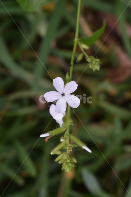 꽃,들꽃,흰꽃,fullbloom,flower