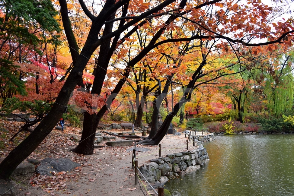 창경궁,가을,단풍,풍경,고궁,서울,낙엽,도심지,명소,자연,비경,단풍나무,춘당지,가을색,가을색채,오색,자연,풍경,nature,landscape,가을,계절,fall,autumn,season,tree,나무,plant,식물,tree trunk,나무 줄기