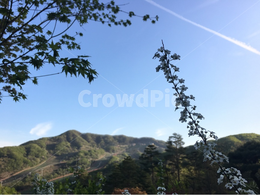 꽃,자연,풍경,나무,하늘,공원,산책,sky,tree,flower,nature,trevel,산,봄,여름,가을,mountain,봄,계절,spring,season,식물,자연,plants,nature,꽃,flower,outdoors,옥외