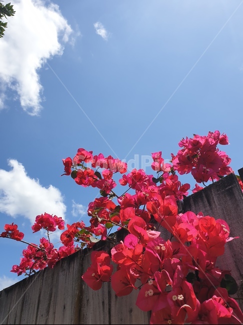 꽃,flower,sky,하늘,푸른하늘,울타리,봄꽃,fence,bluesky,redflower