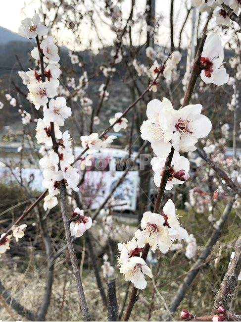 매화,봄,꽃,flower,봄꽃,spring,blooming,nature,축제,봄꽃축제,계절,식물,나뭇가지,나무,자연,하얀꽃,가지,봄,계절,spring,season,식물,자연,plants,nature,꽃,flower,plant,blossom,cherry blossom,벚꽃