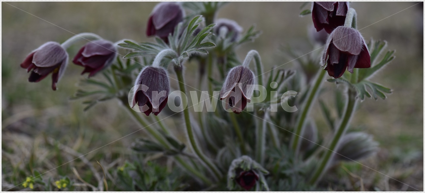 할미꽃,flower,꽃,pulsatillakoreana,노고초,동강할미꽃,식물,자연,plants,nature,꽃,flower
