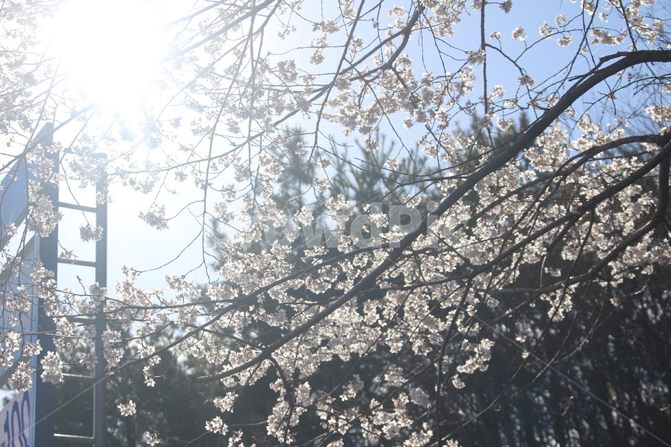 plant,식물,blossom,꽃,flower,벚꽃,봄