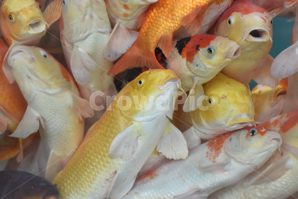 잉어,물고기,비단잉어,알록달록,동물,어류,연못,자연,동물,animal,어류,물고기,fish