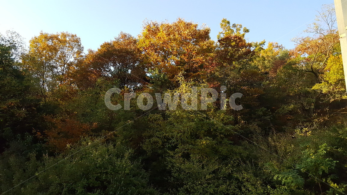 가을숲,풍경,하늘,단풍,계절,나무,tree,햇빛,사광,가을,계절,fall,autumn,season,자연,풍경,nature,landscape,식물,plants,나무,trees,wood,plant,tree trunk,나무 줄기