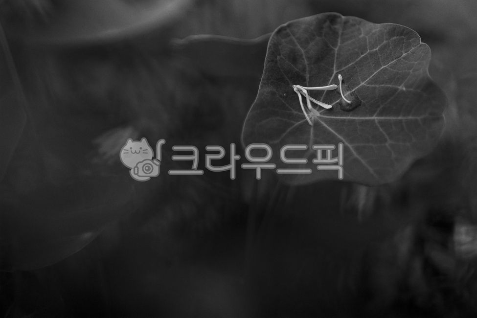 petal,Ipop tree flower,affix,falling flower,Nasturtium flower,Grayscale