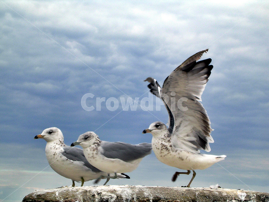갈매기,새,동물,조류,휴식,동물,animal,조류,새,birds