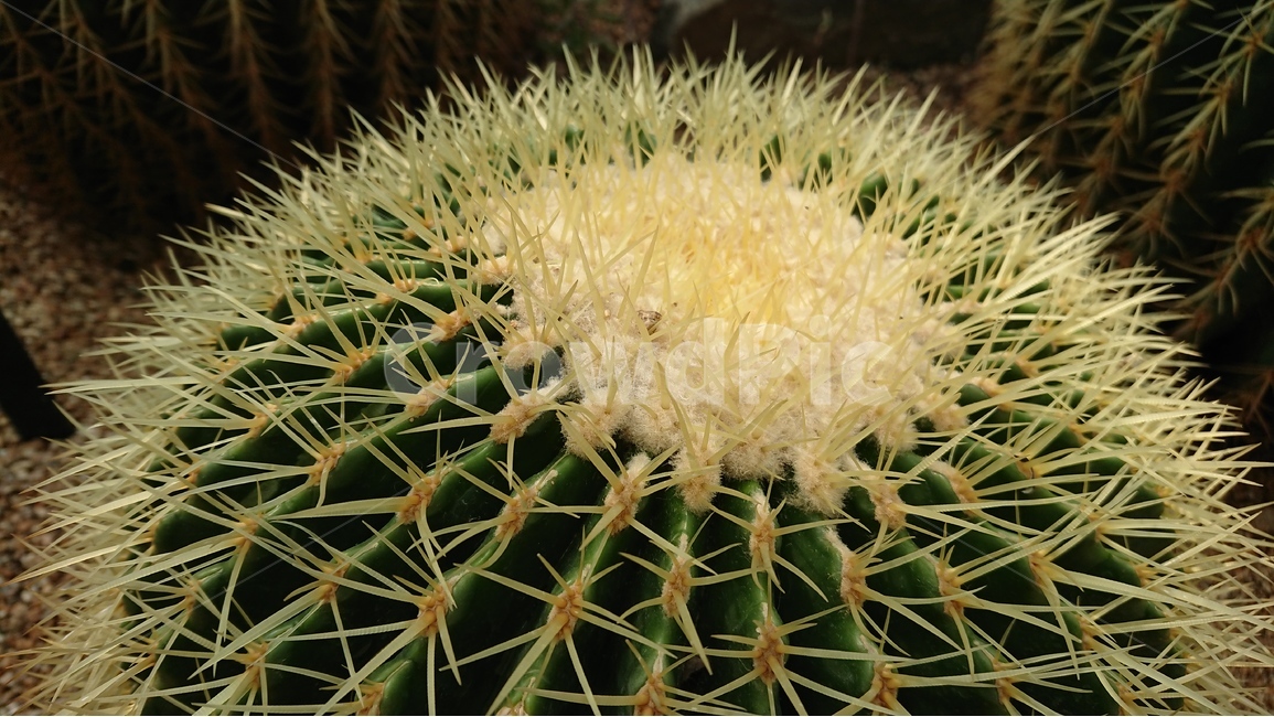 식물,나무,선인장,선인장꽃,녹색,green,자연,식물,자연,plants,nature