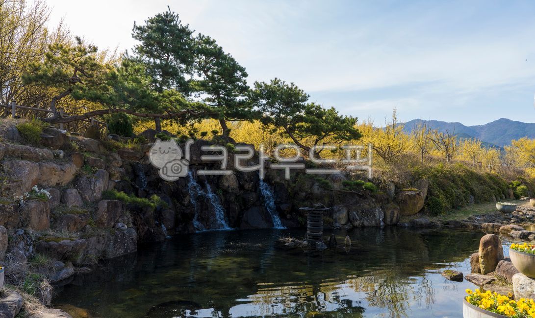 pond,pine tree,cliff,yellow flower,spring,spring flowers,Cornus officinalis flower,waterfall,medicinal herbs,medicinal plants,park,Soryuji,sky,garden tree,reflection,nature,countryside,tree,Shandong Village,water,flower,Sansuyu Village,Cornus officinalis,