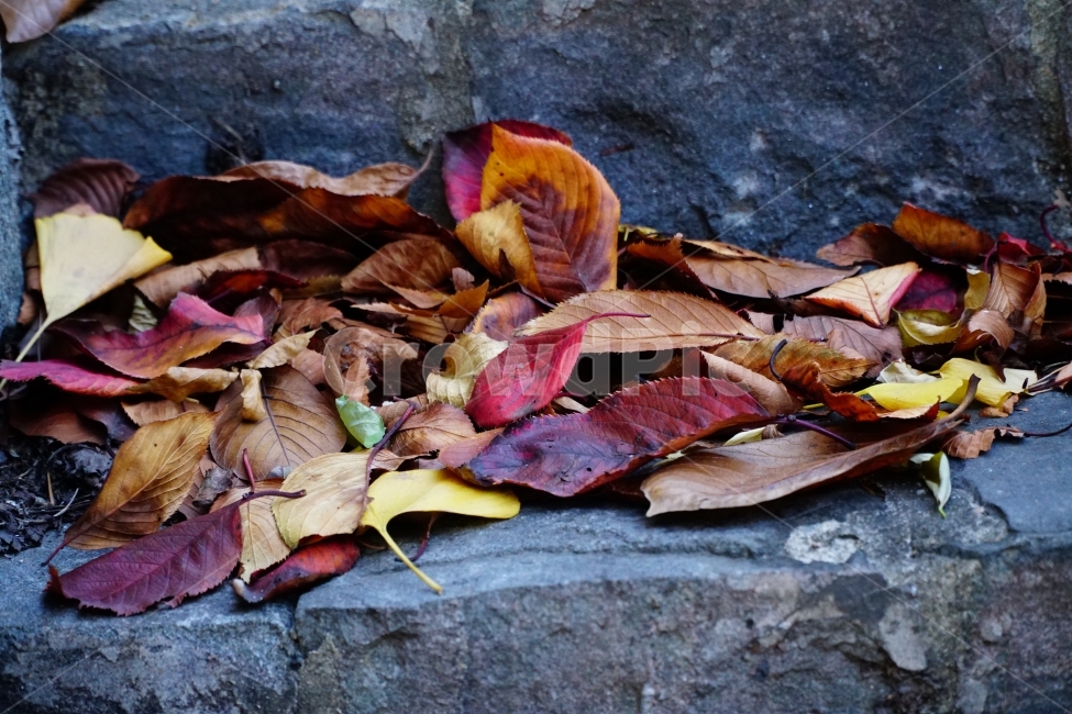 가을,fall,계절,season,autumn,낙엽,자연,nature,감성,느낌,feel,이파리,계단,쌀쌀한,쓸쓸한,쓸쓸하다,쌀쌀하다,춥다,추운,단풍,은행잎,단풍잎,컨셉,콘셉,concept,11월,한국자연,잎사귀,식물,plants,가을,계절,fall,autumn,season,식물,자연,plants,nature,leaf,잎,plant,sea life,해양 생물,animal,동물,food,음식,lobster,랍스터,seafood,해물