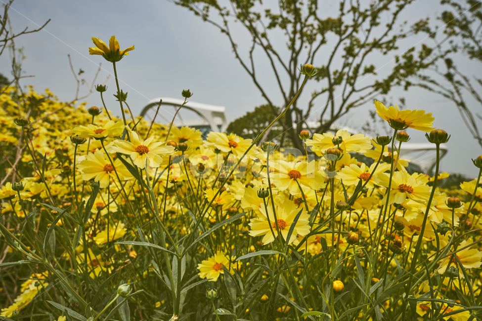 꽃,식물,노란색,flower,yellow