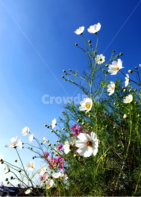코스모스,가을,가을하늘,파란하늘,꽃,가을꽃,cosmos,시월,autumn,식물,자연,plants,nature,꽃,flower