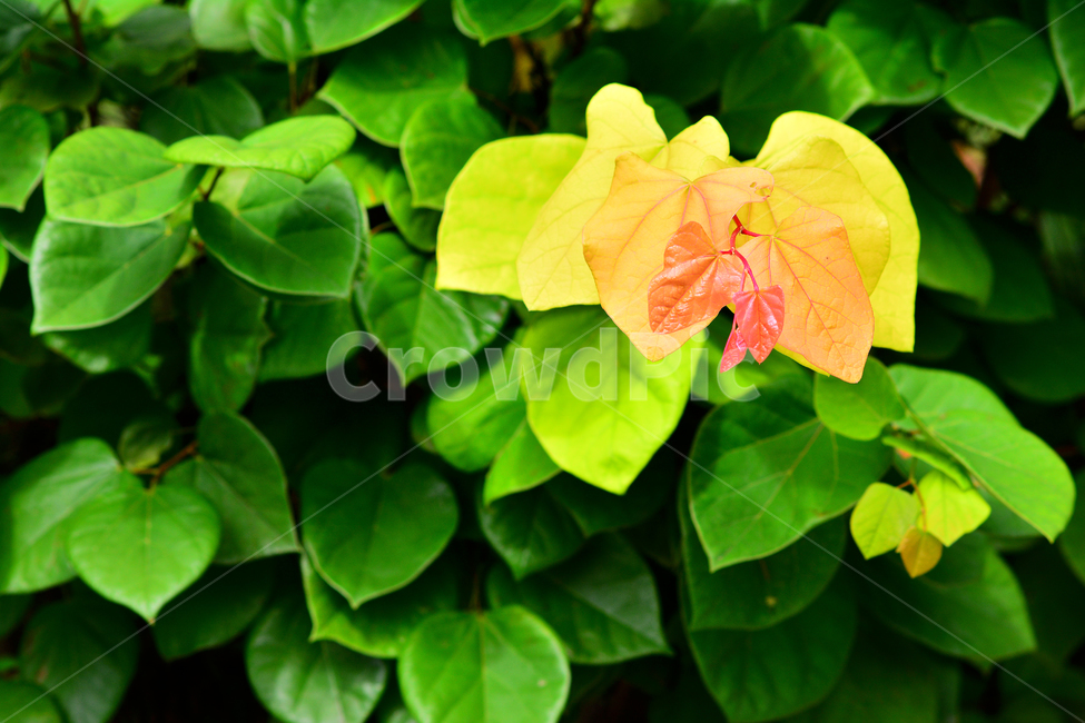 잎새,변이,그린,초록,녹색,노랑색,나뭇잎,돌출,색다른,green,yellow,식물,자연,plants,nature
