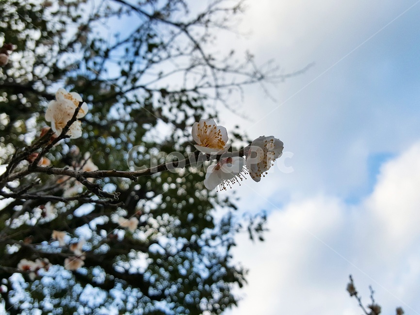 꽃,나무,벚꽃,감성사진,봄,식물,tree,flower,자연