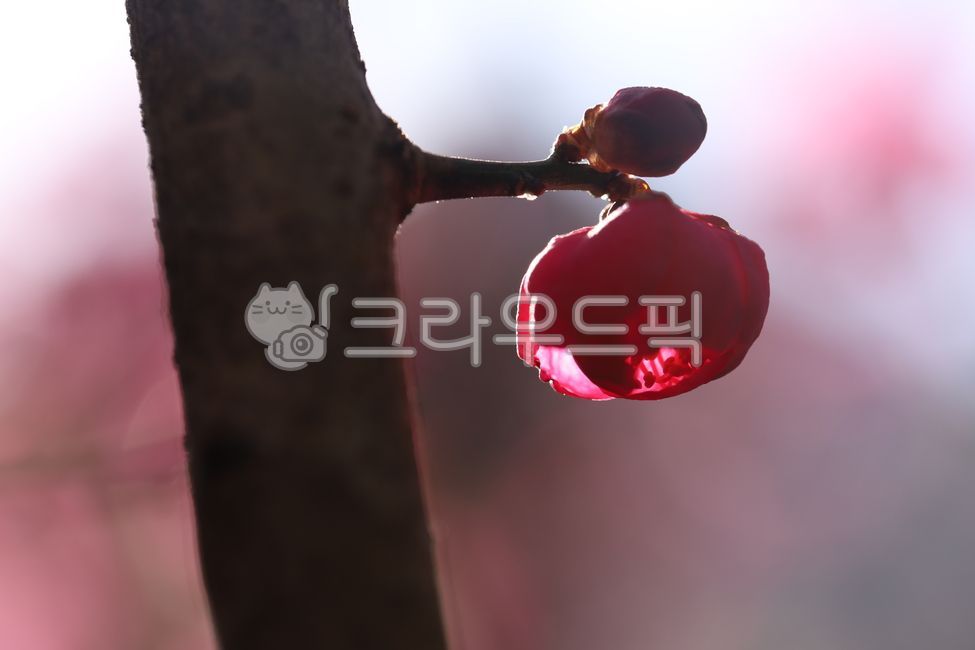 red plum blossom,spring,sprout,flower bud,Spring news,flower