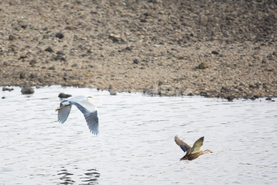 바다,날개,동행,친구,겨울바다,동물,animal,조류,새,birds