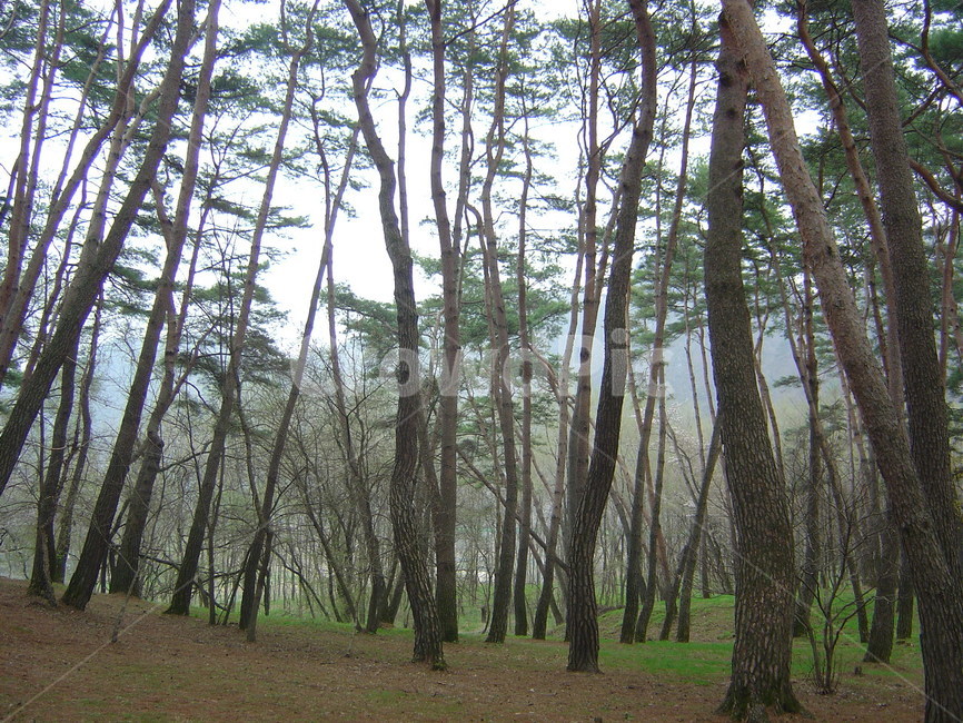 소나무,소나무숲,숲,단종,청령포,자연,풍경,nature,landscape,한국자연풍경,한국자연경관,korea nature landscape,woodland,삼림지,forest,outdoors,옥외,vegetation,초목,land,땅,plant,식물,tree,나무,grove,작은 숲