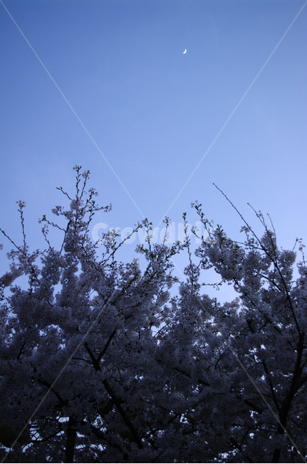 벗꽃,봄,꽃나무,꽃,봄꽃,식물,봄,계절,spring,season,식물,자연,plants,nature,꽃,flower,tree,나무,plant,fir,전나무