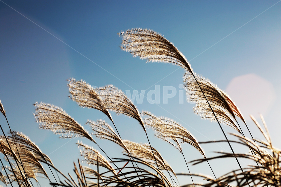 가을,갈대,풍경,억새,하늘,자연,nature,landscape,식물,plants,가을,계절,fall,autumn,season,grass,잔디,plant,lawn