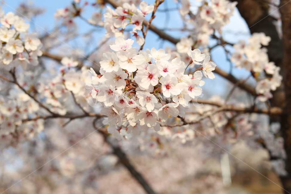 봄,벚꽃,꽃,흰꽃,사쿠라,4월