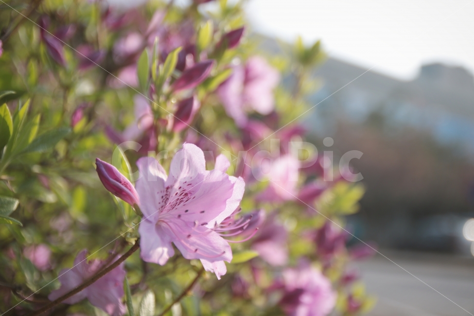 자연,flower,nature,꽃,식물,봄,감성,풀,길거리,풍경,범인,봄,계절,spring,season,식물,자연,plants,nature,꽃,flower,감성,sensible,feeling,plant