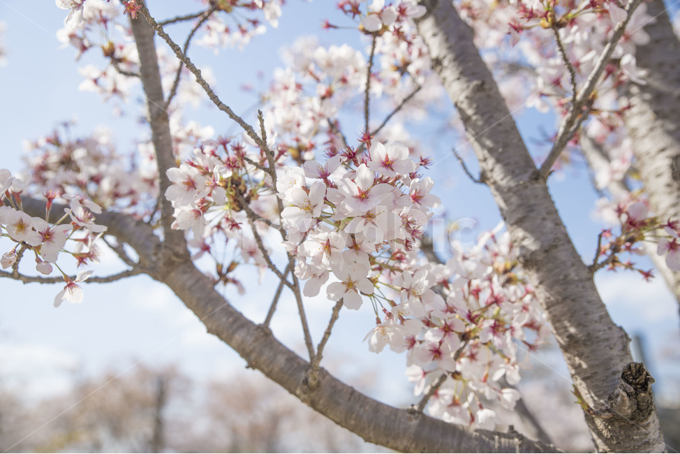 봄,봄꽃,꽃,벚꽃,꽃사진,봄,계절,spring,season,식물,자연,plants,nature,꽃,flower,plant,blossom