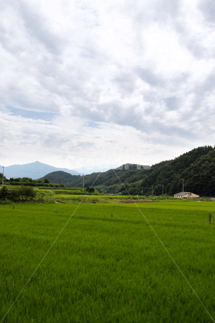 하늘,sky,옥외,nature,자연,land,땅,산,나무,경치,자연경관,자연경치,mountain,mountains,tree,grassland,목초지,field,들,outdoors,paddyfield,패디필드,countryside,시골,시골경관,시골경치,들판,lawn,밭,논,자연배경,farm,ricepaddy,scene,natureview,잔디밭