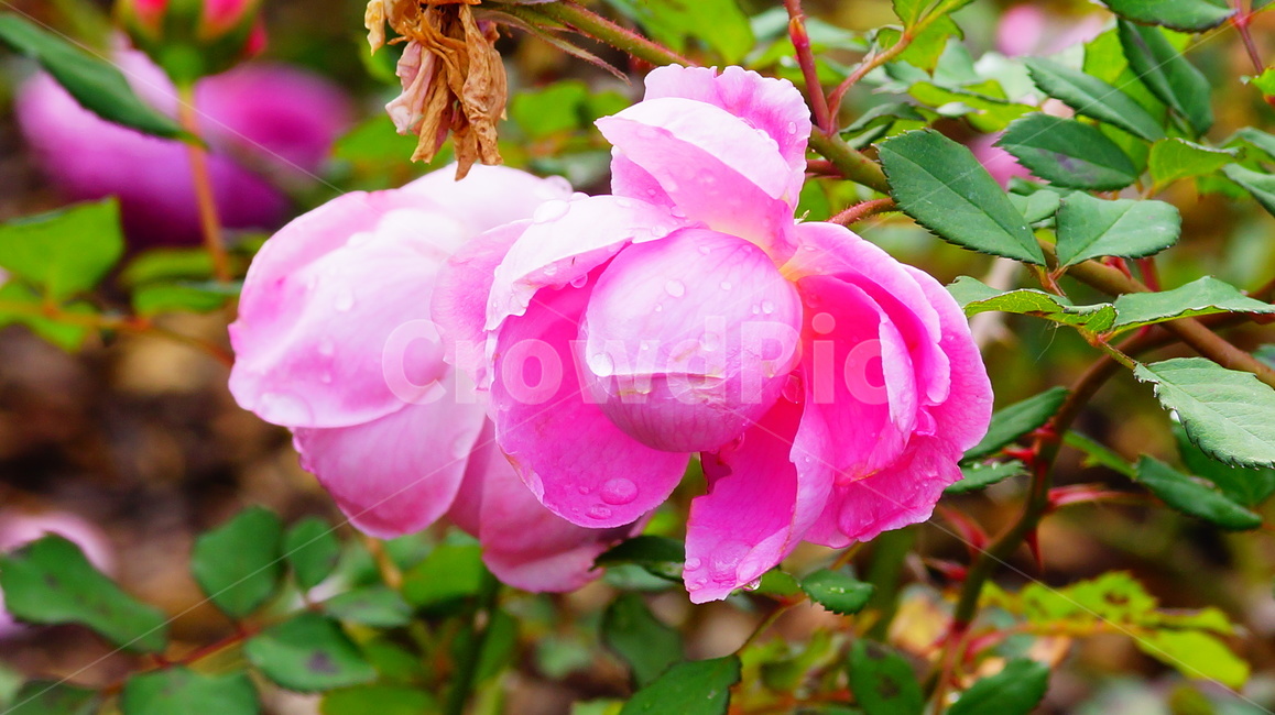 장미,장미꽃,로즈,플라워,꽃,생화,분홍,식물,자연,plants,nature,꽃,flower