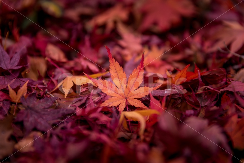 자연,풍경,가을,단풍,낙엽,단풍잎,가을,계절,fall,autumn,season,식물,자연,plants,nature,감성,sensible,feeling,leaf,잎,plant,tree,나무