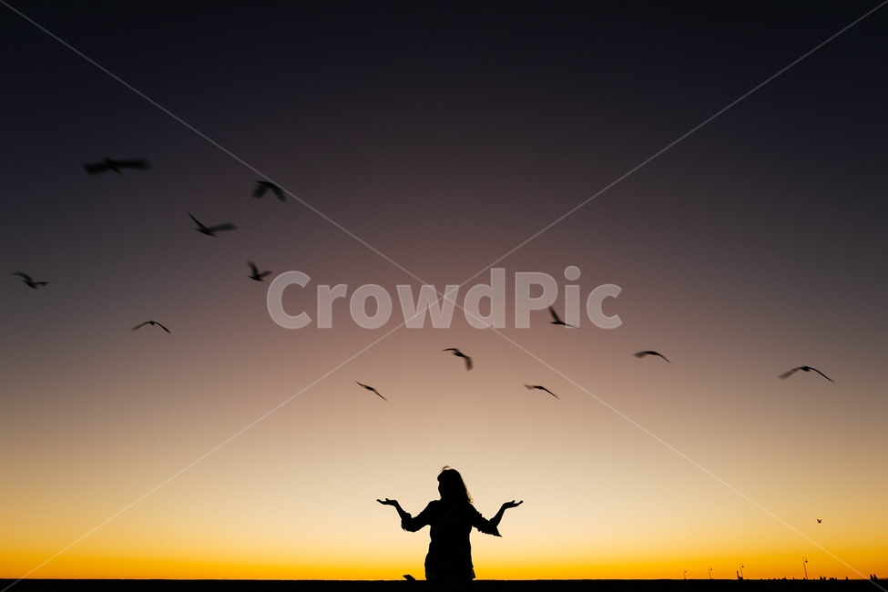 실루엣,일몰,해번,갈매기,sunset,동물,animal,조류,새,birds,사람,인물,인간,human,person,여성,여자,woman,female,lady,인물실루엣,사람실루엣,character silhouette,human silhouette,flock,대군,bird