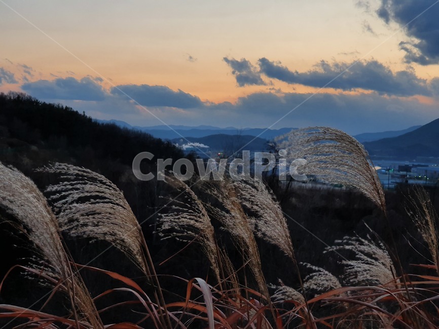 grass,plant,식물,lawn,갈대,reed,잔디,하늘,구름,여명