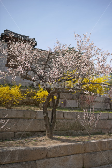 창경궁,서울,한국,벚꽃,매실나무,korea,대한민국,seoul,혜화,헤화역,혜화동,4월,april,봄,spring,봄꽃,풍경,landscape,조선,조선시대,조선왕조,궁전,궁궐,왕궁,나무,자연,nature,한옥,tree,palace,한국문화,한국전통,전통문화,전통,문화,한국적인,한국풍경,역사,히스토리,history,벽돌,식물,자연,plants,nature,나무,trees,wood