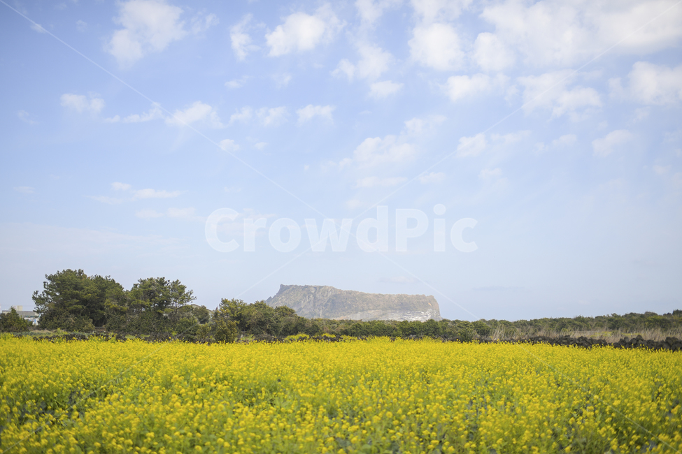 성산일출봉,제주도풍경,유채꽃,유채,제주봄사진,성산,제주풍경,제주사진,제주도사진,노랑,노란,제주도봄,제주봄,봄사진,yellow,flower,제주도성산일출봄,풍경사진,봄풍경,하늘,구름,봄,spring,봄,계절,spring,season,자연,풍경,nature,landscape,제주도,jeju,jeju island,outdoors,옥외,grassland,목초지,field,들